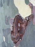 arboles-jaraba-2010-034.jpg