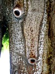 arboles-jaraba-2010-068.jpg